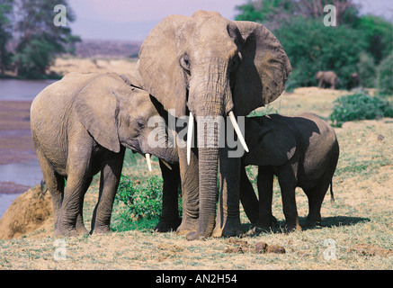 Erwachsenen weiblichen Elefanten, so dass zwei Babys zu säugen auf jeder Seite Samburu National Reserve Kenia in Ostafrika Stockfoto