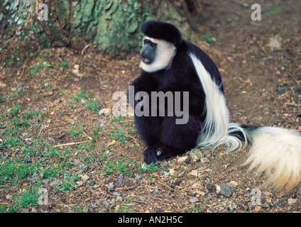 Black And White Colobus Affen sitzen auf dem Boden Mount Kenya forest Kenia Ost Afrika Stockfoto