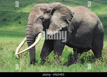 Symmetrische Stoßzähne auf einem Reifen männlichen Elefanten Ngorongoro Krater Tansania Stockfoto