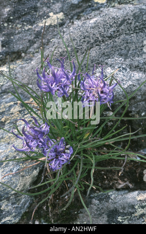 unter der Leitung von Globus Rapunzeln (Phyteuma Hemisphaericum), blühen, Österreich, Nockberge Stockfoto