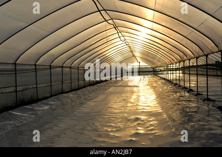 Ein Gewächshaus Interieur mit Boden Solarisation Technik Italien Stockfoto