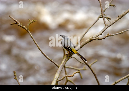Graue Bachstelze Motacilla cinerea Stockfoto