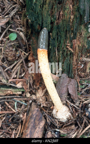 Hund-Stinkmorchel (Mutinus Caninus), einzelne Fruchtkörper, Dormagen, Niederrhein, Nordrhein-Westfalen, Deutschland Stockfoto