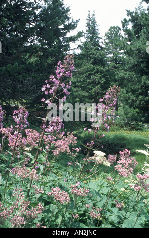 Alpine blaue Sow Thistle (Cicerbita Alpina, Adenostyles Alliariae), blühende Pflanzen, Österreich, Nockberge Stockfoto