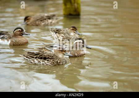 Garganey Stockfoto