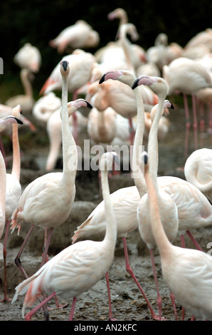 Anden Flamingos Stockfoto