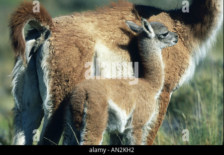 Guanako (Lama Guanicoe), Mutter mit Fohlen, Chile, Torres del Paine Nationalpark Stockfoto