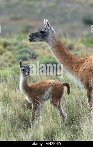 Guanako (Lama Guanicoe), Mutter mit Fohlen, Chile, Torres del Paine Nationalpark Stockfoto