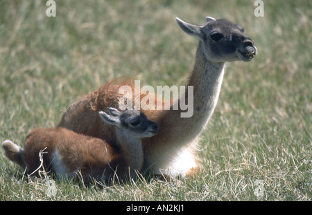 Guanako (Lama Guanicoe), Mutter mit Fohlen, Chile, Torres del Paine Nationalpark Stockfoto