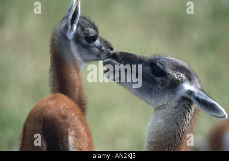 Guanako (Lama Guanicoe), Mutter mit Fohlen, Chile, Torres del Paine Nationalpark Stockfoto