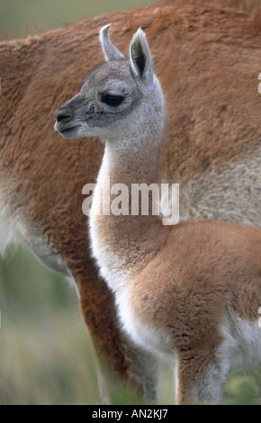 Guanako (Lama Guanicoe), Mutter mit Fohlen, Chile, Torres del Paine Nationalpark Stockfoto