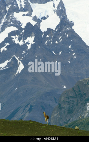 Guanako (Lama Guanicoe), vor Torres Berge, Chile, Torres del Paine Nationalpark Stockfoto