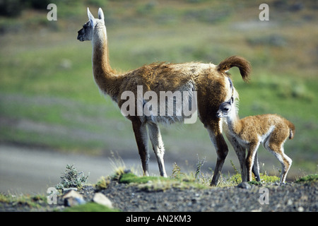 Guanako (Lama Guanicoe), Mutter mit Fohlen, Chile, Torres del Paine Nationalpark Stockfoto