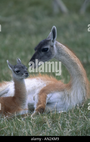 Guanako (Lama Guanicoe), Mutter mit Fohlen, Chile, Torres del Paine Nationalpark Stockfoto