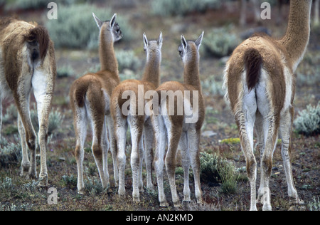 Guanako (Lama Guanicoe), zwei Stuten und drei Fohlen, Chile, Torres del Paine Nationalpark Stockfoto