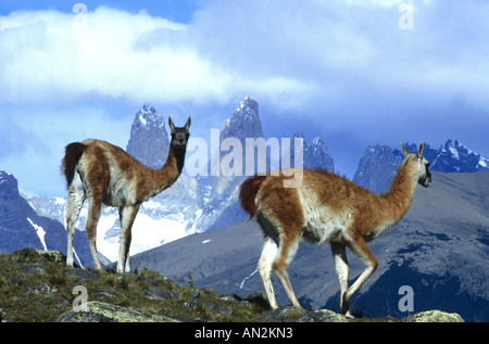 Guanako (Lama Guanicoe), vor den Türmen der Paine, Chile, Torres del Paine Nationalpark Stockfoto