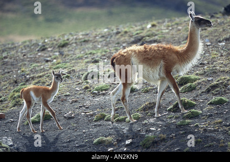 Guanako (Lama Guanicoe), Stute mit Fohlen, Chile, Torres del Paine Nationalpark Stockfoto