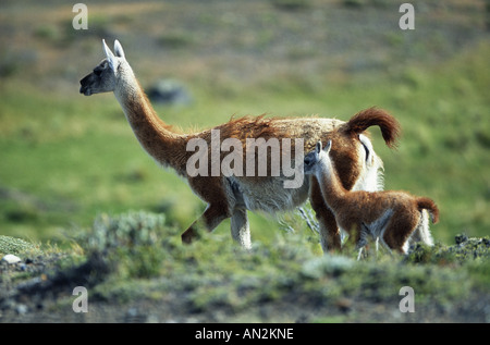 Guanako (Lama Guanicoe), Mutter mit Fohlen, Chile, Torres del Paine Nationalpark Stockfoto