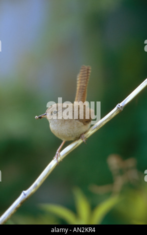 Haus Zaunkönig (Troglodytes Aedon), sitzt auf einem Zweig mit Beute im Schnabel, Chile Stockfoto