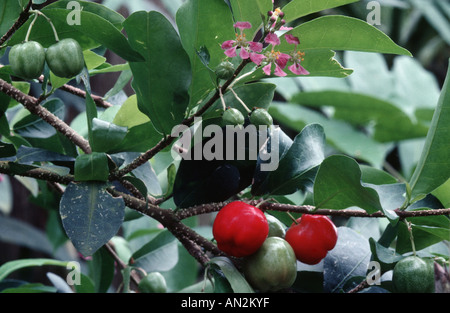 Barbados-Kirsche (Malpighia Punicifolia), Blüten und Früchte Stockfoto