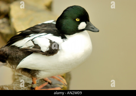 Goldeneye-männlich Stockfoto