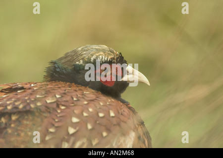 Gemeinsamen Fasan Stockfoto