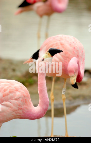 Anden Flamingo Phoenicoparrus andinus Stockfoto