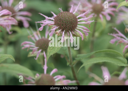 Goldmelisse, Oswego-Tee (Monarda Didyma), Blütenstände Stockfoto