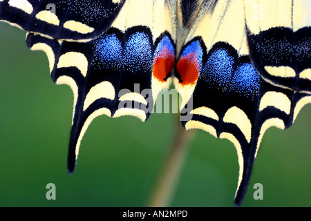 Schwalbenschwanz (Papilio Machaon), Detail der Flügel Stockfoto