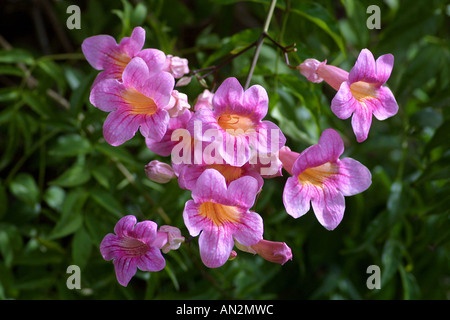 Podranea, Pink Trumpet Vine Bignone Rose (Podranea Ricasoliana), Blumen Stockfoto