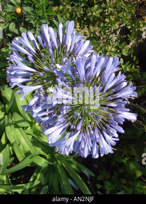 Schmucklilie (Agapanthus Africanus-Hybride), Blütenstände Stockfoto