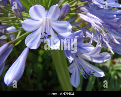 Schmucklilie (Agapanthus Africanus-Hybride), Blumen Stockfoto