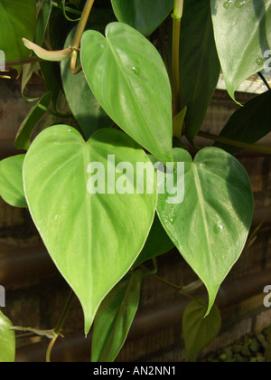 Hartleaf Philodendron (Philodendron Scandens), Blätter Stockfoto