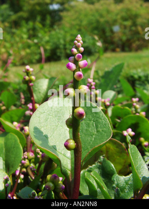 Indischer Spinat, Malabar Nachtschatten, Rebe Spinat, rutschigen Gemüse (Basella Alba), Blütenstand Stockfoto