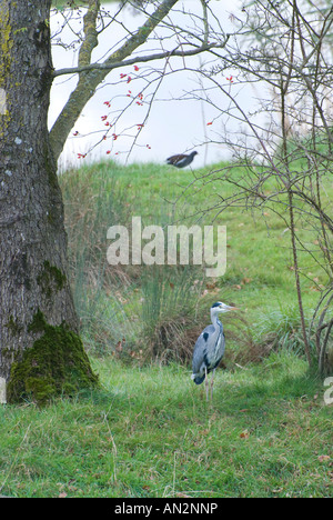 Reiher im Feld Stockfoto