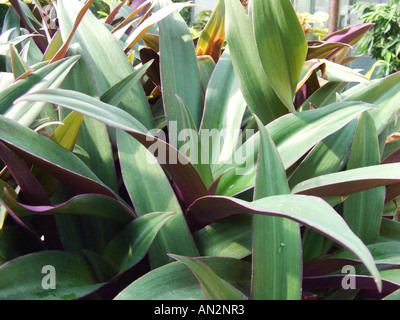 Moses-in-the-Cradle, Oyster-Anlage, Rhoeo (Rhoeo Spathacea, Tradescantia Spathacea) Stockfoto