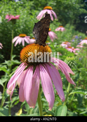 östlichen Sonnenhut (Echinacea Purpurea), Blütenstand (Capitulum) mit Pfau Moth (Inachis Io) Stockfoto