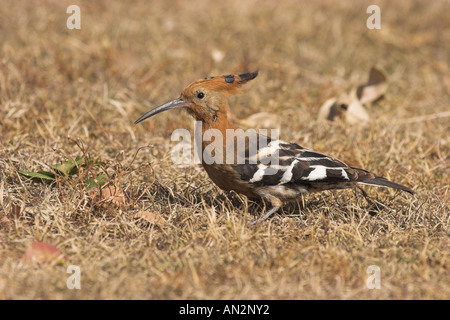 Afrikanische Wiedehopf (Upupa Africana), Portrait eines einzelnen Tieres auf den Feed, Südafrika, De Hoop Nature Reserve Stockfoto