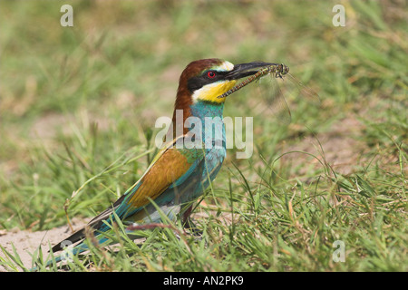 Bienenfresser (Merops Apiaster), Portrait eines einzelnen Tieres auf den Boden mit einer aufgezeichneten Libelle in der Stückliste, Ungarn, Kiskuns Stockfoto