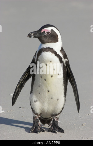 Jackass-Pinguin (Spheniscus Demersus), Portrait eines einzelnen Tieres am Strand, Süd-Afrika, Felsbrocken Kolonie Stockfoto