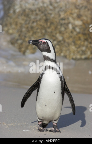 Jackass-Pinguin (Spheniscus Demersus), Portrait eines einzelnen Tieres am Strand, Süd-Afrika, Felsbrocken Kolonie Stockfoto