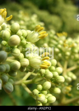 Euodia Hupehensis (Euodia Hupehensis, Evodia Hupehensis, Tetradium Daniellii), blühen Stockfoto