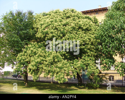 Euodia Hupehensis (Euodia Hupehensis, Evodia Hupehensis, Tetradium Daniellii), einziger Baum, blühen Stockfoto