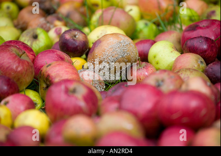 Äpfel liegen auf dem Rasen in einem Feld von Worcestershire England UK Fäulnis Stockfoto