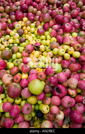 Äpfel liegen auf dem Rasen in einem Feld von Worcestershire England UK Fäulnis Stockfoto