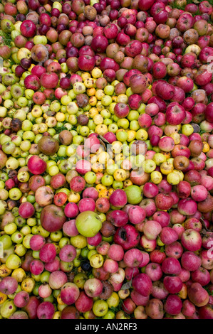 Äpfel liegen auf dem Rasen in einem Feld von Worcestershire England UK Fäulnis Stockfoto