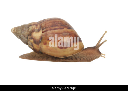 riesigen afrikanischen Schnecke, riesigen afrikanischen land Schnecke (Achatina Fulica) Stockfoto