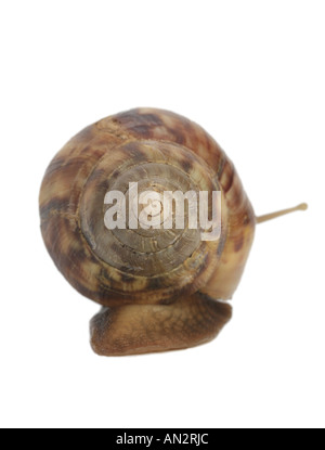 riesigen afrikanischen Schnecke, riesigen afrikanischen land Schnecke (Achatina Fulica) Stockfoto