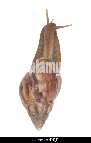 riesigen afrikanischen Schnecke, riesigen afrikanischen land Schnecke (Achatina Fulica) Stockfoto