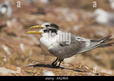 Crested Seeschwalbe (Sterna Bergii), zwei Einzelpersonen, Seitenansicht, Südafrika Stockfoto